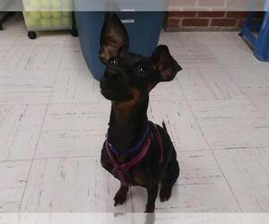 Miniature Pinscher Dogs for adoption in Brewster, MA, USA