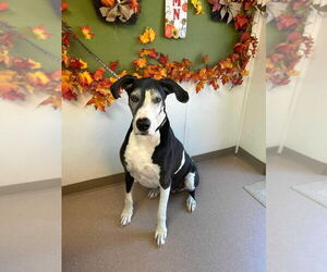 Great Dane Dogs for adoption in Bullard, TX, USA