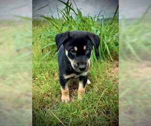 Huskies -Unknown Mix Dogs for adoption in Pleasanton, TX, USA