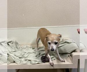 Chihuahua Dogs for adoption in Modesto, CA, USA