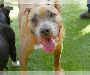 American Staffordshire Terrier-Unknown Mix Dogs for adoption in Tallahassee, FL, USA