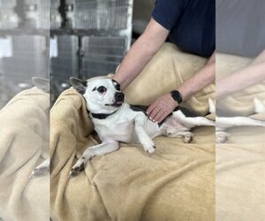 Rat Terrier-Unknown Mix Dogs for adoption in Albemarle, NC, USA