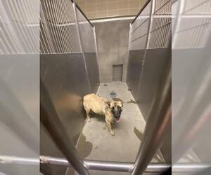 German Shepherd Dog-Unknown Mix Dogs for adoption in Santa Cruz, CA, USA