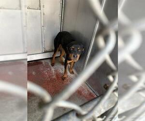 Rottweiler Dogs for adoption in Redlands, CA, USA