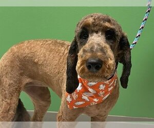 Poodle (Standard)-Unknown Mix Dogs for adoption in Ames, IA, USA