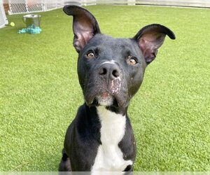 American Staffordshire Terrier-Unknown Mix Dogs for adoption in Raleigh, NC, USA