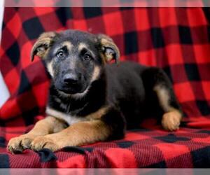German Shepherd Dog Dogs for adoption in Morton Grove, IL, USA