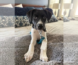 Aussiedor Dogs for adoption in Overland Park, KS, USA