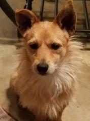 Pembroke Welsh Corgi-Unknown Mix Dogs for adoption in Decatur, AL, USA