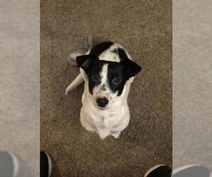 Jack Russell Terrier-Unknown Mix Dogs for adoption in Dana Point, CA, USA