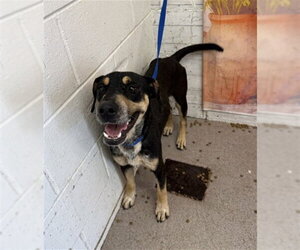 German Shepherd Dog-Unknown Mix Dogs for adoption in San Bernardino, CA, USA