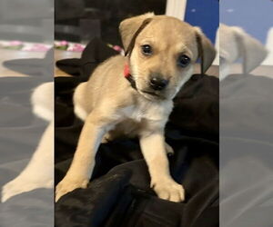 Mutt Dogs for adoption in Oak Bluffs, MA, USA