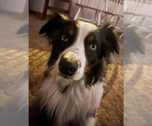 Australian Shepherd Dogs for adoption in Gloversville, NY, USA