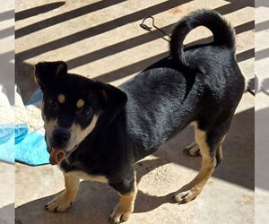 Labrador Retriever-Spaniel Mix Dogs for adoption in San Antonio, TX, USA