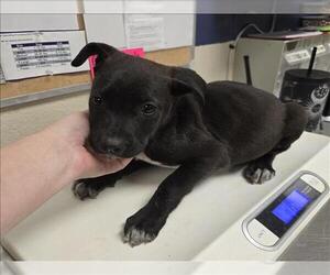 Labrador Retriever-Unknown Mix Dogs for adoption in Conroe, TX, USA