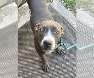 American Pit Bull Terrier Dogs for adoption in Tarboro, NC, USA