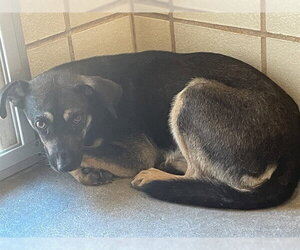 German Shepherd Dog-Unknown Mix Dogs for adoption in Corpus Christi, TX, USA