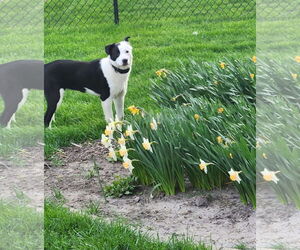 Border Collie Dogs for adoption in Fishers, IN, USA