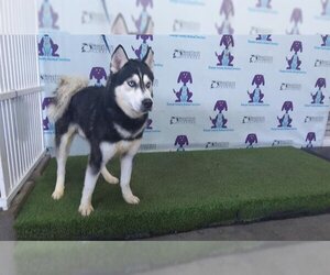 Siberian Husky Dogs for adoption in Orlando, FL, USA