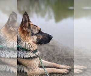 German Shepherd Dog Dogs for adoption in Searsmont, ME, USA