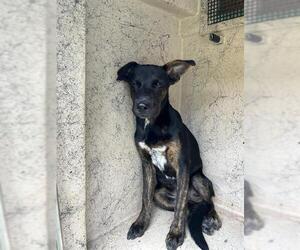 Dutch Shepherd -Unknown Mix Dogs for adoption in Oklahoma City, OK, USA