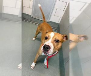 American Pit Bull Terrier Dogs for adoption in Baytown, TX, USA
