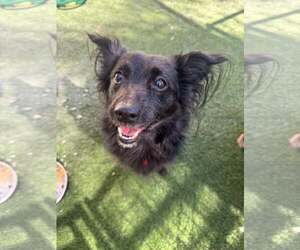Chihuahua-Unknown Mix Dogs for adoption in Tempe , AZ, USA