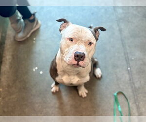 American Bulldog Dogs for adoption in Tavares, FL, USA