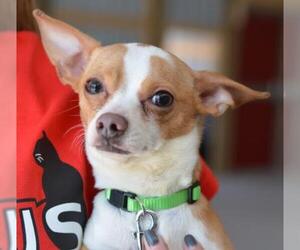 Chihuahua Dogs for adoption in Negaunee, MI, USA