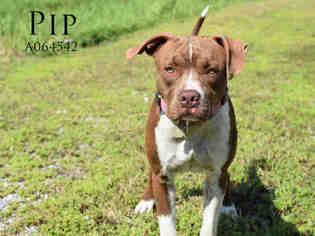 Bulloxer Dogs for adoption in Mobile, AL, USA