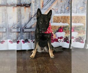 German Shepherd Dog Dogs for adoption in Mt. Airy, MD, USA