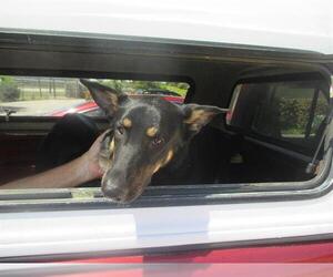German Shepherd Dog-Unknown Mix Dogs for adoption in Ocala, FL, USA