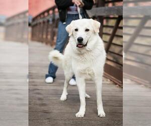 Great Pyrenees Dogs for adoption in Salt Lake City, UT, USA
