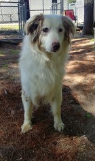 Australian Shepherd Dogs for adoption in Lake City, MI, USA