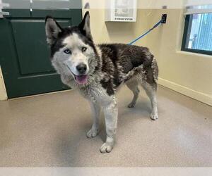 Siberian Husky-Unknown Mix Dogs for adoption in Pasadena, CA, USA