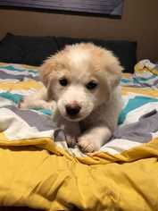 Border Collie-Great Pyrenees Mix Dogs for adoption in Azle, TX, USA