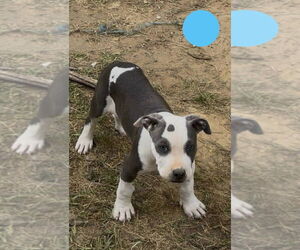 American Pit Bull Terrier-American Staffordshire Terrier Mix Dogs for adoption in Wenonah, NJ, USA