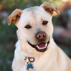 Medium Photo #1 American Pit Bull Terrier-Retriever  Mix Puppy For Sale in Kanab, UT, USA