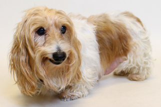 Dachshund Dogs for adoption in Truckee, CA, USA