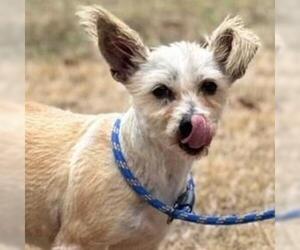 Mutt Dogs for adoption in Yardley, PA, USA