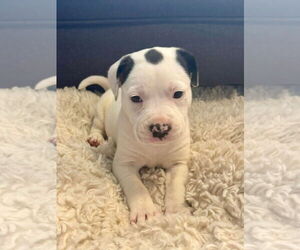 American Bulldog-Unknown Mix Dogs for adoption in Hillsboro, MO, USA