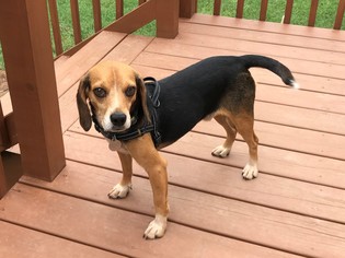 Beagle Dogs for adoption in Huntsville, AL, USA