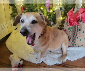 Basset Hound-Unknown Mix Dogs for adoption in Springdale, PA, USA