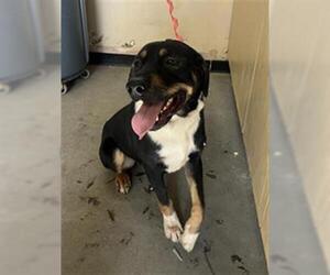 Greater Swiss Mountain Dog-Unknown Mix Dogs for adoption in Camarillo, CA, USA