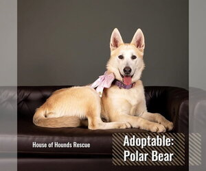 Alaskan Malamute-German Shepherd Dog Mix Dogs for adoption in Clinton , MI, USA