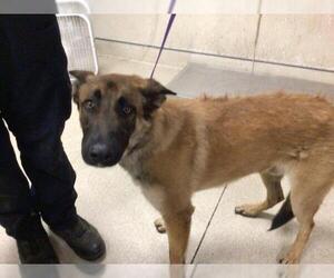 Mutt Dogs for adoption in Riverside, CA, USA