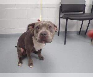 American Staffordshire Terrier Dogs for adoption in St. Cloud, FL, USA