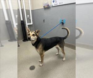 German Shepherd Dog-Unknown Mix Dogs for adoption in Las Vegas, NV, USA