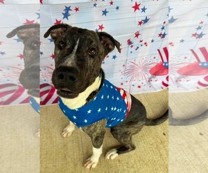 American Pit Bull Terrier-Unknown Mix Dogs for adoption in Germantown, OH, USA