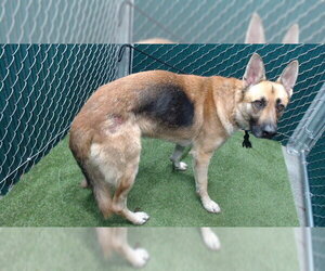 German Shepherd Dog Dogs for adoption in Downey, CA, USA